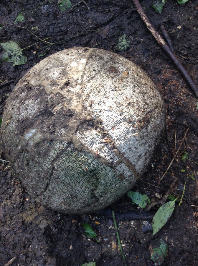 Strange thing found near embattled tower. About 2 feet diameter. February